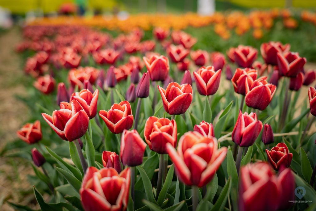 Teljes virágpompában a Dunakanyar tulipános kertje